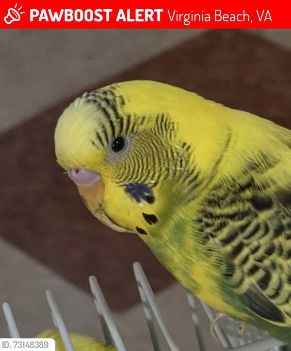 Lost Female Bird last seen Eddystone Lane, Virginia Beach, VA 23464