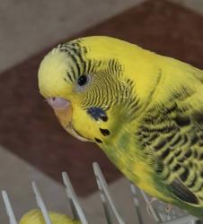 Lost Female Bird last seen Eddystone Lane, Virginia Beach, VA 23464
