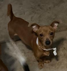 Lost Male Dog last seen Pima street, Mobile, AL 36619