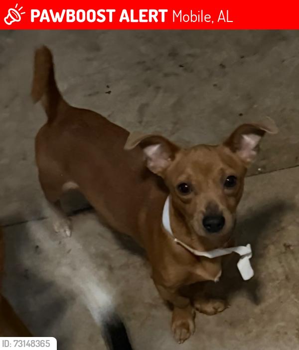 Lost Male Dog last seen Pima street, Mobile, AL 36619