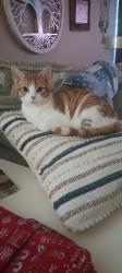 Reunited Male Cat last seen 151, Hunt, Potranco. Brycewood neighborhood behind Sprouts, San Antonio, TX 78251