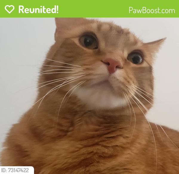 Reunited Male Cat last seen Monogamy Creek Rd, Douglassville, PA 19518