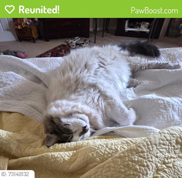 Reunited Male Cat last seen Stevenage St & 168th off Eastham Parkway, Surprise, AZ 85374