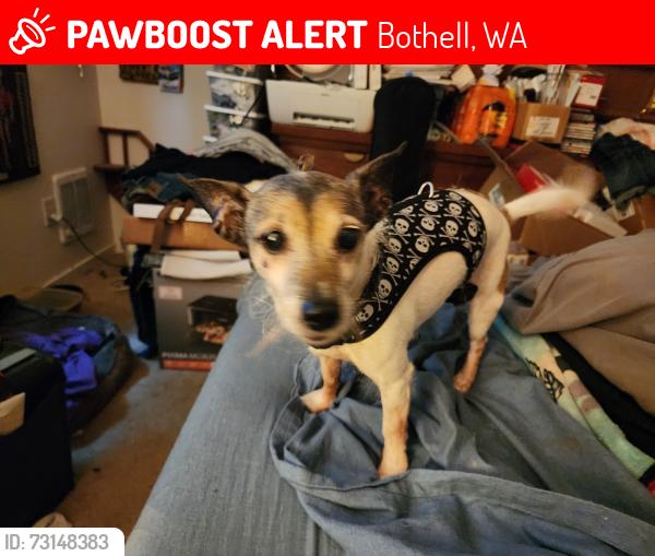 Lost Female Dog last seen 183rd and 96th ne bothell, Bothell, WA 98011