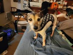Lost Female Dog last seen 183rd and 96th ne bothell, Bothell, WA 98011