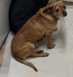 Reunited Male Dog last seen 99th Ave & Lower Buckeye, Tolleson, AZ 85353
