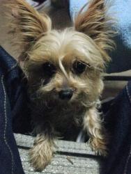 Lost Female Dog last seen Home, Chula Vista, CA 91912