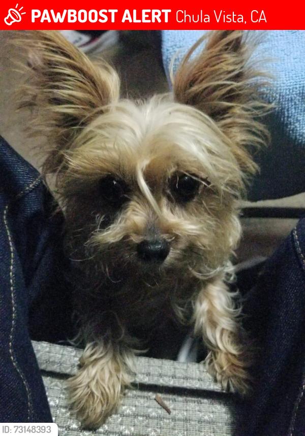 Lost Female Dog last seen Home, Chula Vista, CA 91912