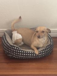 Lost Female Dog last seen 15th ave and Van Buren, Phoenix, AZ 85007