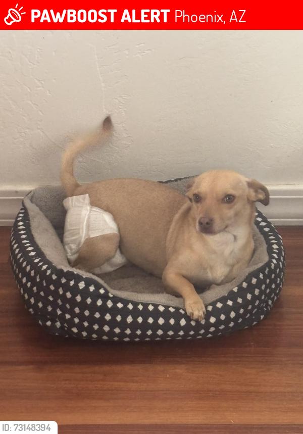 Lost Female Dog last seen 15th ave and Van Buren, Phoenix, AZ 85007