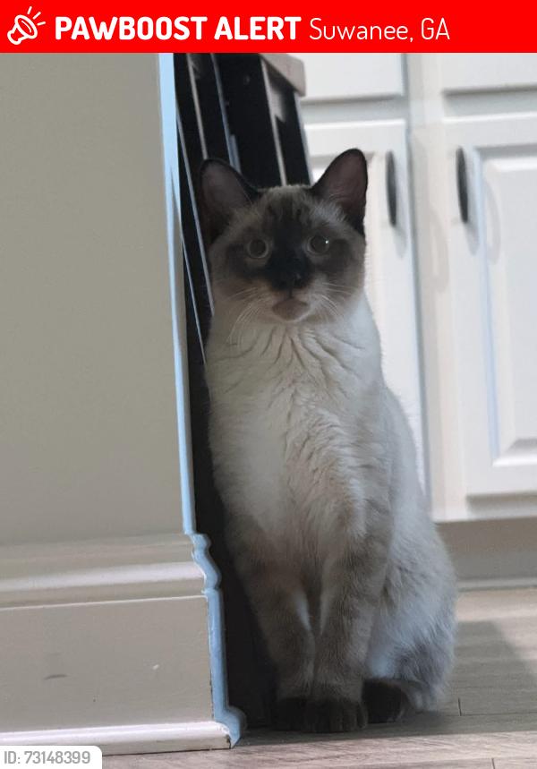 Lost Male Cat last seen James burgess Suwanee GA 30024, Suwanee, GA 30024
