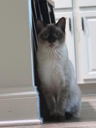 Lost Male Cat last seen James burgess Suwanee GA 30024, Suwanee, GA 30024