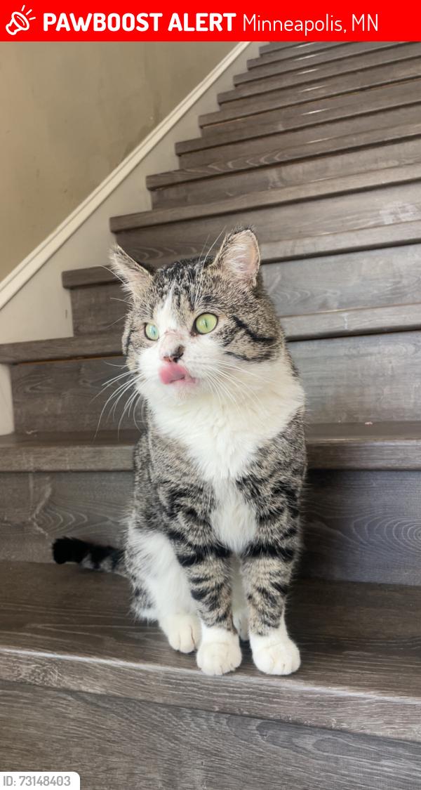 Lost Male Cat last seen Richfield, Minneapolis, MN 55423