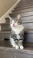 Lost Male Cat last seen Richfield, Minneapolis, MN 55423