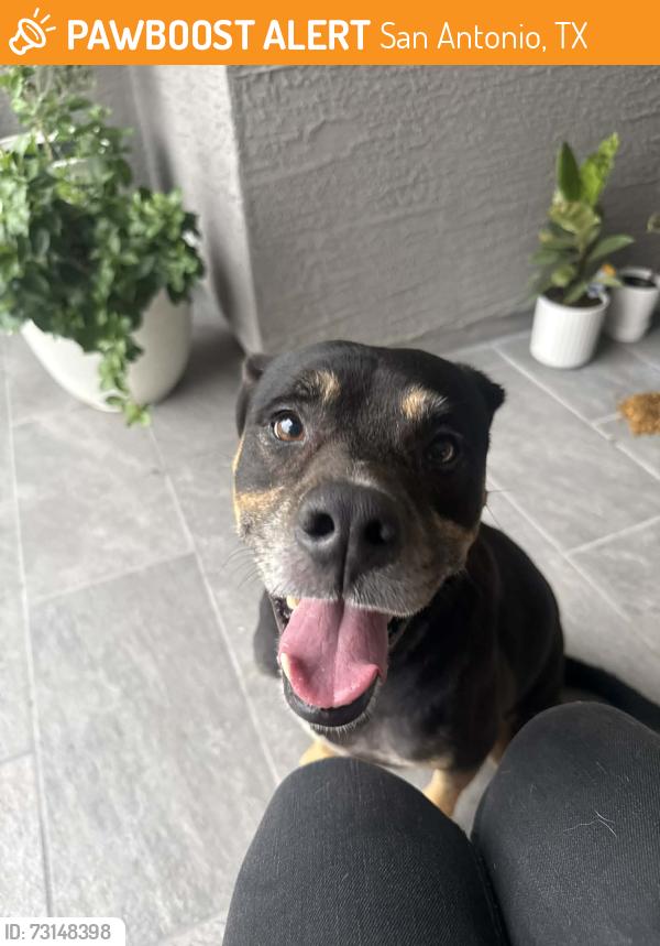 Found/Stray Male Dog last seen Lago Landing, San Antonio, TX 78263