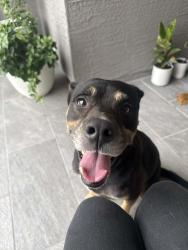 Found/Stray Male Dog last seen Lago Landing, San Antonio, TX 78263
