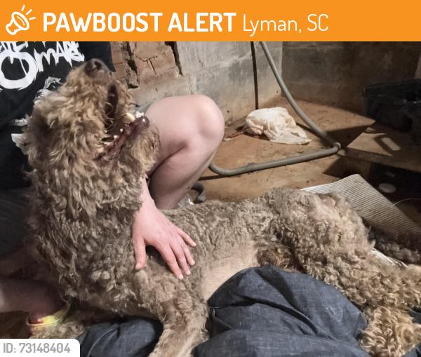Found/Stray Unknown Dog last seen Groce Road/Little Street, Lyman, SC 29365