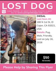 Lost Male Dog last seen Manolo supermarket, El Cajon, CA 92021