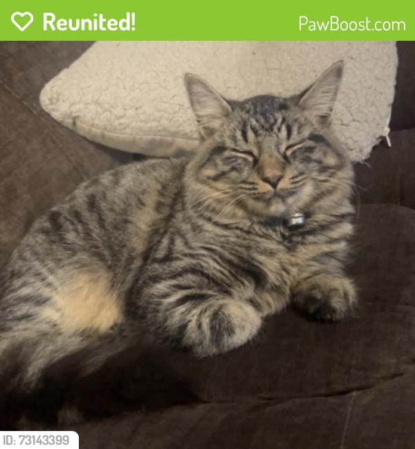 Reunited Male Cat last seen Newtown road by the Worcester royal hosp, Worcestershire, England WR5 1HX