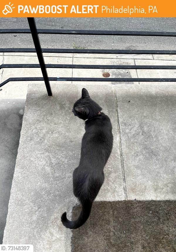 Found/Stray Unknown Cat last seen 26th and Manton, Philadelphia, PA 19146