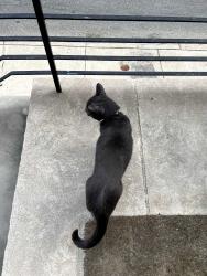 Found/Stray Unknown Cat last seen 26th and Manton, Philadelphia, PA 19146