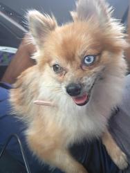 Reunited Female Dog last seen MLK center, Denton, TX 76205