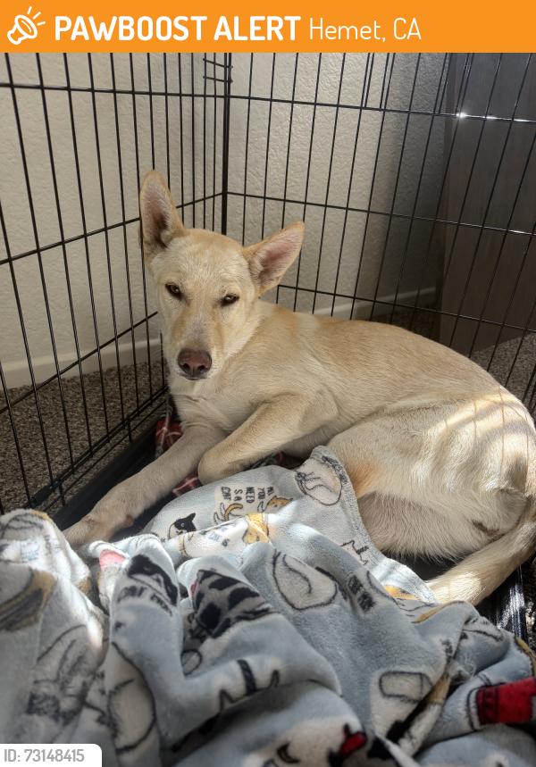 Found/Stray Female Dog last seen Hewitt, Hemet, CA 92544