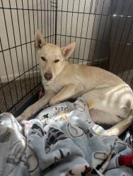 Found/Stray Female Dog last seen Hewitt, Hemet, CA 92544