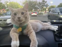 Lost Male Cat last seen Mountain Hamilton view San Jose, CA, San Jose, CA 95116