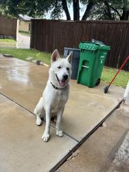 Found/Stray Male Dog last seen Warm Springs and Monticello, Mesquite, TX 75149