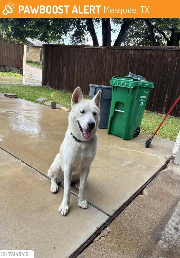 Found/Stray Male Dog last seen Warm Springs and Monticello, Mesquite, TX 75149