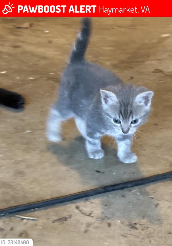 Lost Female Cat last seen Parnell Logmill, Haymarket, VA 20169