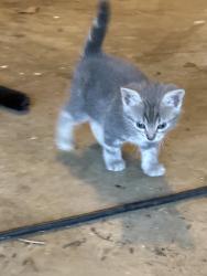 Lost Female Cat last seen Parnell Logmill, Haymarket, VA 20169