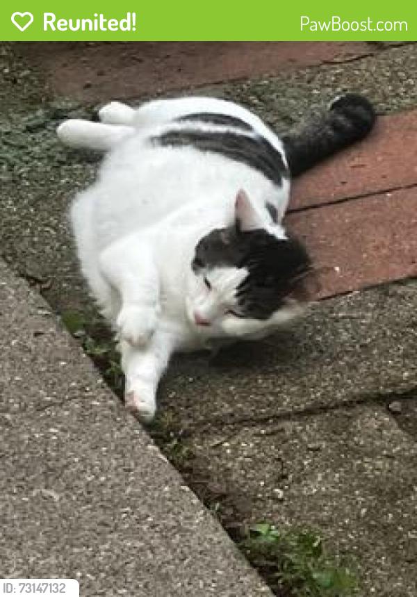 Reunited Female Cat last seen Rainey & Etna, Saint Paul, MN 55106