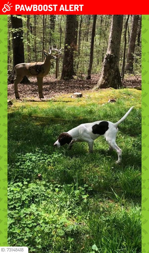 Lost Female Dog last seen Chesdin landing, Chesterfield County, VA 23838