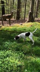 Lost Female Dog last seen Chesdin landing, Chesterfield County, VA 23838