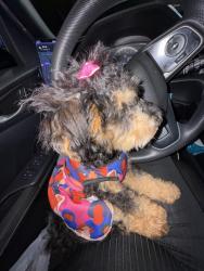 Lost Female Dog last seen Forest hill and Sherwood, Wellington, FL 33414