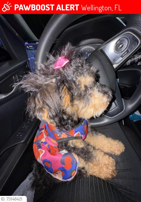 Lost Female Dog last seen Forest hill and Sherwood, Wellington, FL 33414