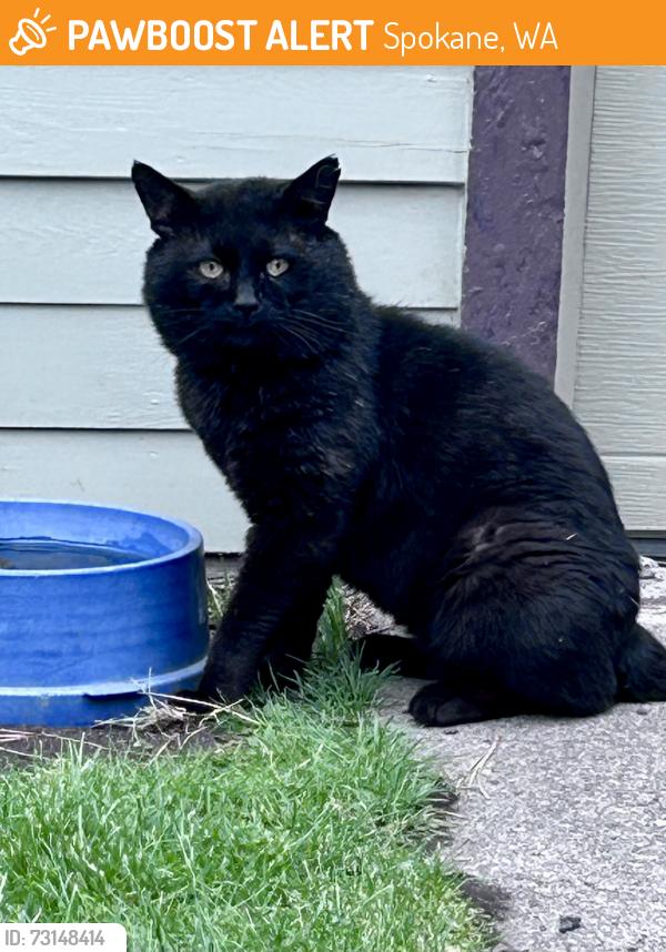 Found/Stray Unknown Cat last seen 14th and Maple, Spokane, WA 99204