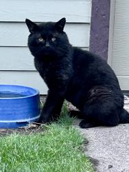 Found/Stray Unknown Cat last seen 14th and Maple, Spokane, WA 99204