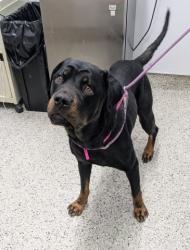 Shelter Stray Female Dog last seen Near BLOCK LAUDER ST, DETROIT, MI 48227, 7401 Chrysler Dr, Detroit, MI 48211, USA