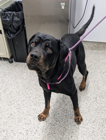 Shelter Stray Female Dog last seen Near BLOCK LAUDER ST, DETROIT, MI 48227, 7401 Chrysler Dr, Detroit, MI 48211, USA