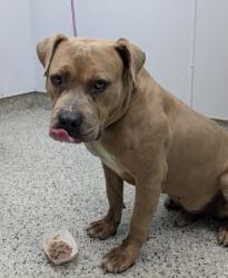 Shelter Stray Male Dog last seen Near BLOCK GREENFIELD RD, DETROIT, MI 48227, 7401 Chrysler Dr, Detroit, MI 48211, USA