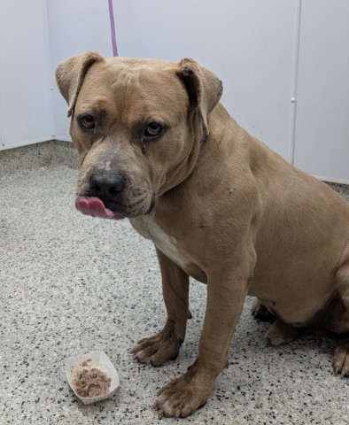 Shelter Stray Male Dog last seen Near BLOCK GREENFIELD RD, DETROIT, MI 48227, 7401 Chrysler Dr, Detroit, MI 48211, USA