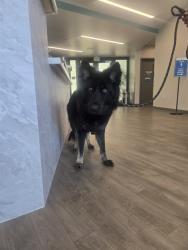Shelter Stray Female Dog last seen THREE RIVERS/APPLE VALLEY, 92602, 6443 Oak Canyon, Irvine, CA 92618, USA