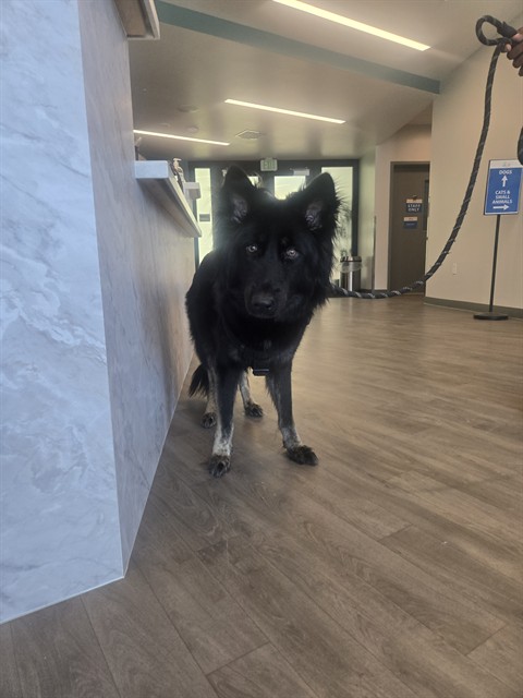 Shelter Stray Female Dog last seen THREE RIVERS/APPLE VALLEY, 92602, 6443 Oak Canyon, Irvine, CA 92618, USA