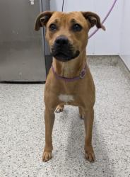 Shelter Stray Female Dog last seen Near BLOCK EDINBOROUGH RD, DETROIT, MI 48219, 7401 Chrysler Dr, Detroit, MI 48211, USA