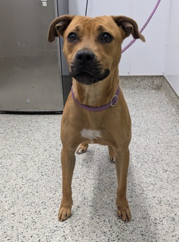 Shelter Stray Female Dog last seen Near BLOCK EDINBOROUGH RD, DETROIT, MI 48219, 7401 Chrysler Dr, Detroit, MI 48211, USA