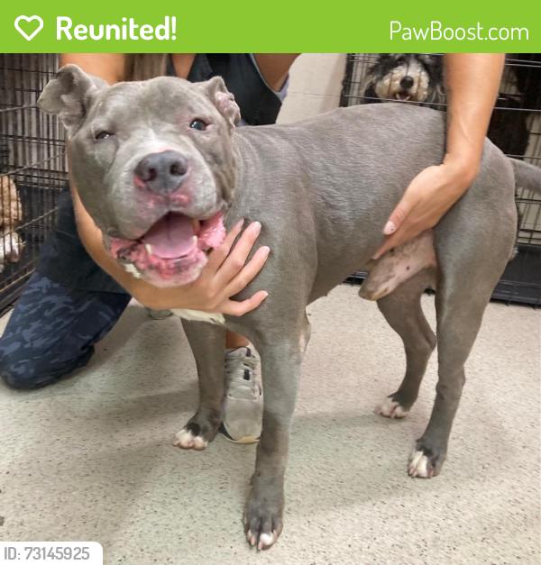 Reunited Male Dog last seen Mooney Lane and Sugar Cove Road, Buncombe County, NC 28787