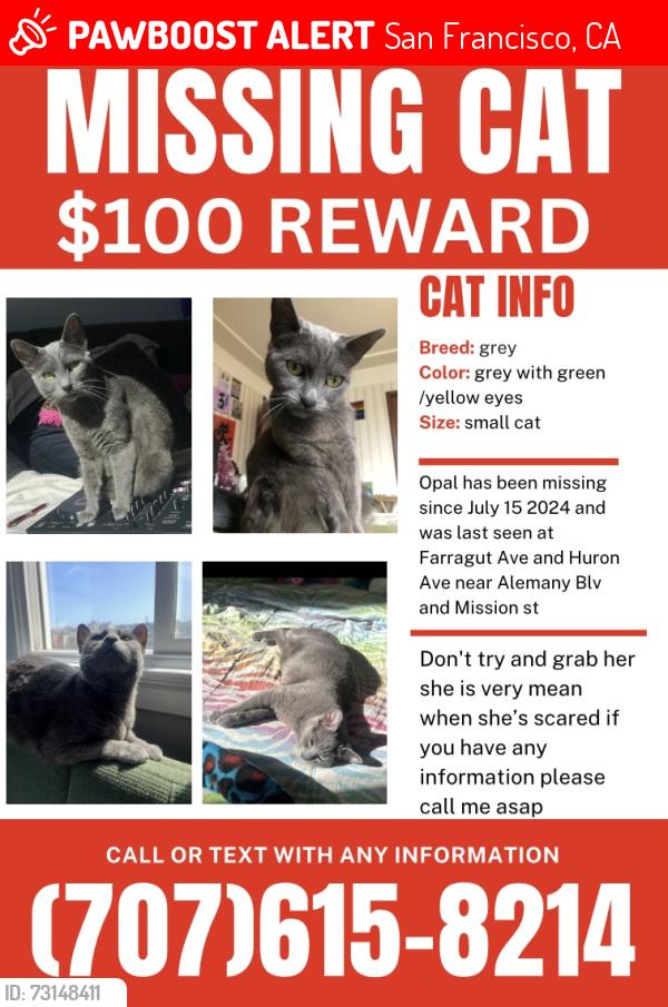 Lost Female Cat last seen Farragut Ave, San Francisco, CA 94112